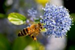 p52_abeilles