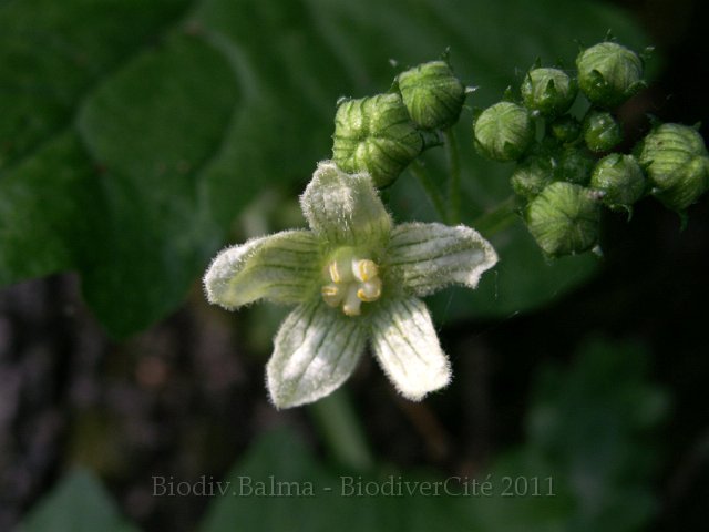 0968_GS_bryone.JPG - La bryone : la fleur - Photo : Gilles Salama
