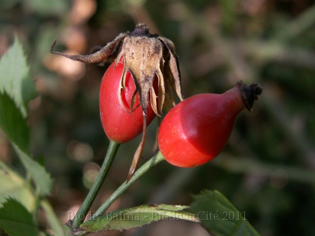 0969_GS_Eglantier.JPG - Eglantier : les fruits - Photo : Gilles Salama