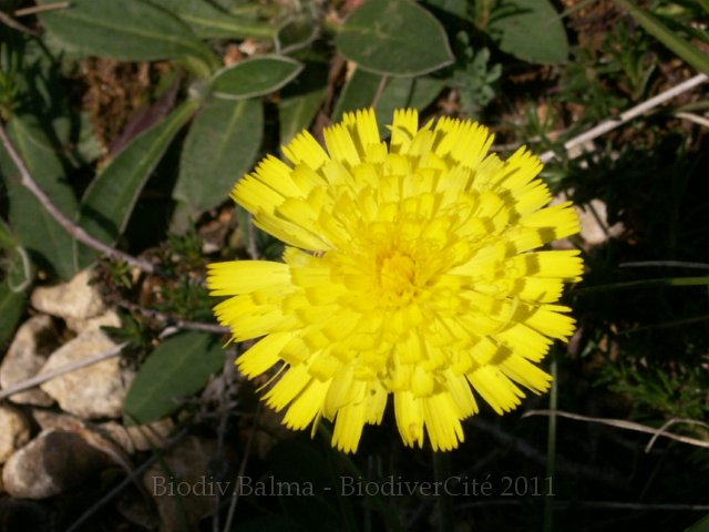 0978_GS_Piloselle.JPG - Piloselle : la fleur - Photo : Gilles Salama