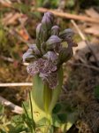 p31_orchids