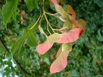 Acer_campestris1