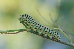 p33_machaon