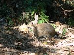 0644_RL_Lapin