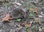 0645_GS_Herisson
