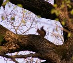 0648_GS_Ecureuil