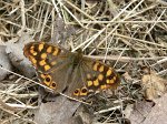 0656_RL_Tircis