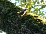 0714_RL_Sitelle