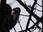 0715_AL_Epeiche