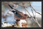 0732_FG_Geai33