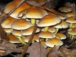 0786_PP_Hypholome