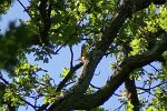 0799_FG_Loriot