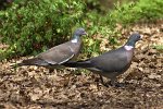 FG_Pigeons_ramiers