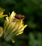 1091_GS_Curculio