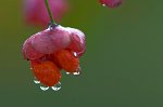 FG_Fleur_fusain_3