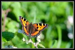 FG_Petite_tortue_4