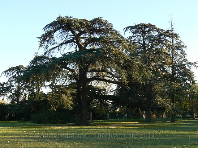 1010F290.jpg - Cèdre du Liban au parc de Lagarde - Photo : Renaud Laurette