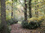 0702_GS_PetitBois