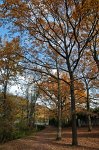 0711_FG_Chene