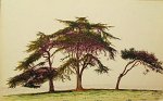 rc_009