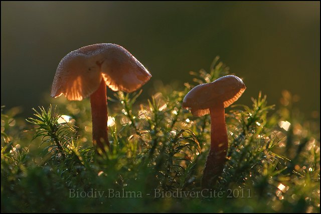 FG_Jeux_de_lumière_3.JPG - Jeux de lumière et champignons - Photo : François Granja