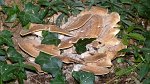 PP_Polypore
