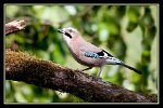 p38_oiseaux