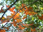 p40_arbres