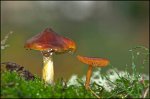 p42_champignons