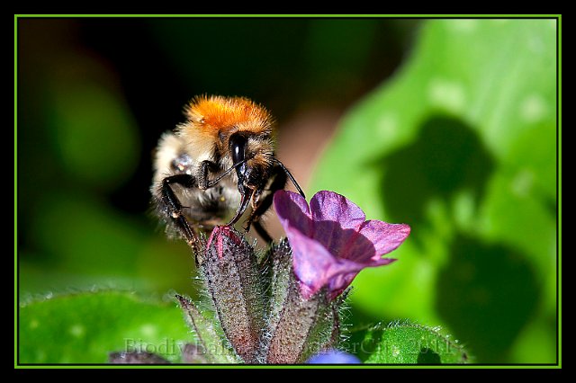1111_FG_bourdon_pulmonaire.jpg - Bourdon sur pulmonaire - Photo : François Granja
