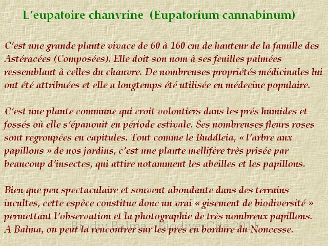 eupatoire_chanvrine.png