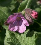 0610_GS_Pulmonaire