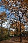 0711_FG_chene