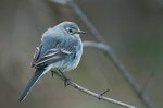 1108_FG_bergeronette_grise