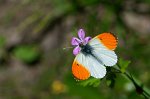 1112_FG_Aurore_sur_geranium