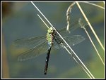 1128_FG_anax_empereur