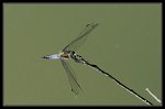 1130_FG_Orthetrum_reticule_male