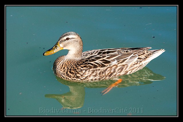 1120_FG_colvert_femelle.jpg - Colvert femelle - Photo : François Granja