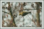 1117_FG_Tarin_des_aulnes
