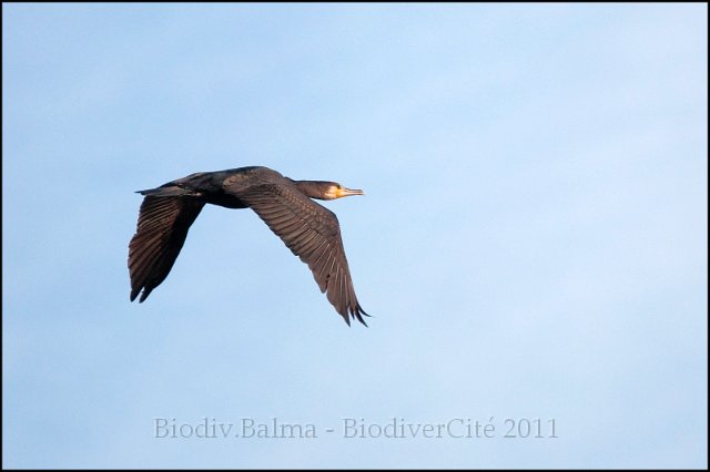 0566_FG_cormoran.jpg - Cormoran - Photo : François Granja
