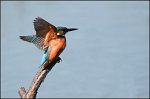 0568_FG_martin_pecheur