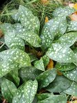 0589_feuilles_de_pulmonaire