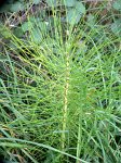 0591_Prèle_des_champs