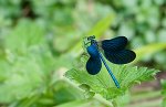 1105_FG_Calopterix_elegant