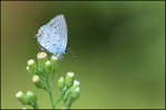 p21_insectes