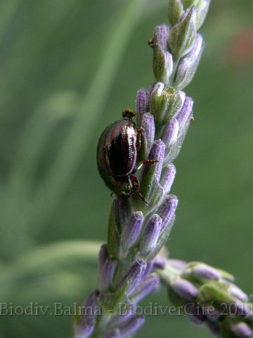 0335_GS_Chrysolmele.jpg - Chrysomèle du romarin - Photo : Gilles Salama