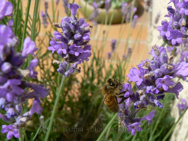 RL_1006F059.JPG - Abeille butinant de la lavande - Photo : Renaud Laurette