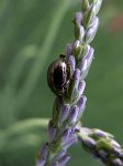 0335_GS_Chrysolmele