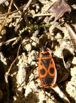 0362_Gendarme