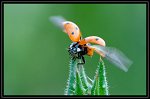 FG_Coccinelle_envol
